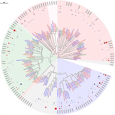 Adding Complexity to Complexity: Gene Family Evolution in Polyploids